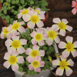Oxalis Obtusa Series Bulb - 'Moon Palace', Pack of 5 Bulbs