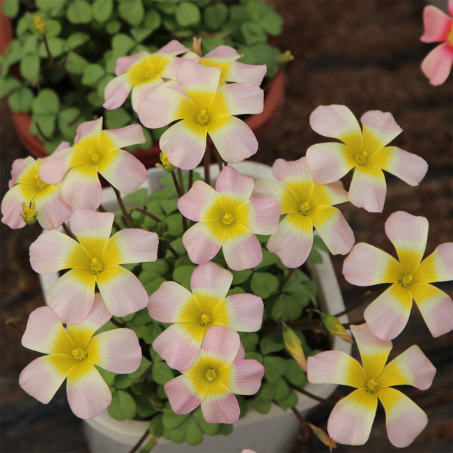 Oxalis Obtusa Series Bulb - 'Moon Palace', Pack of 5 Bulbs