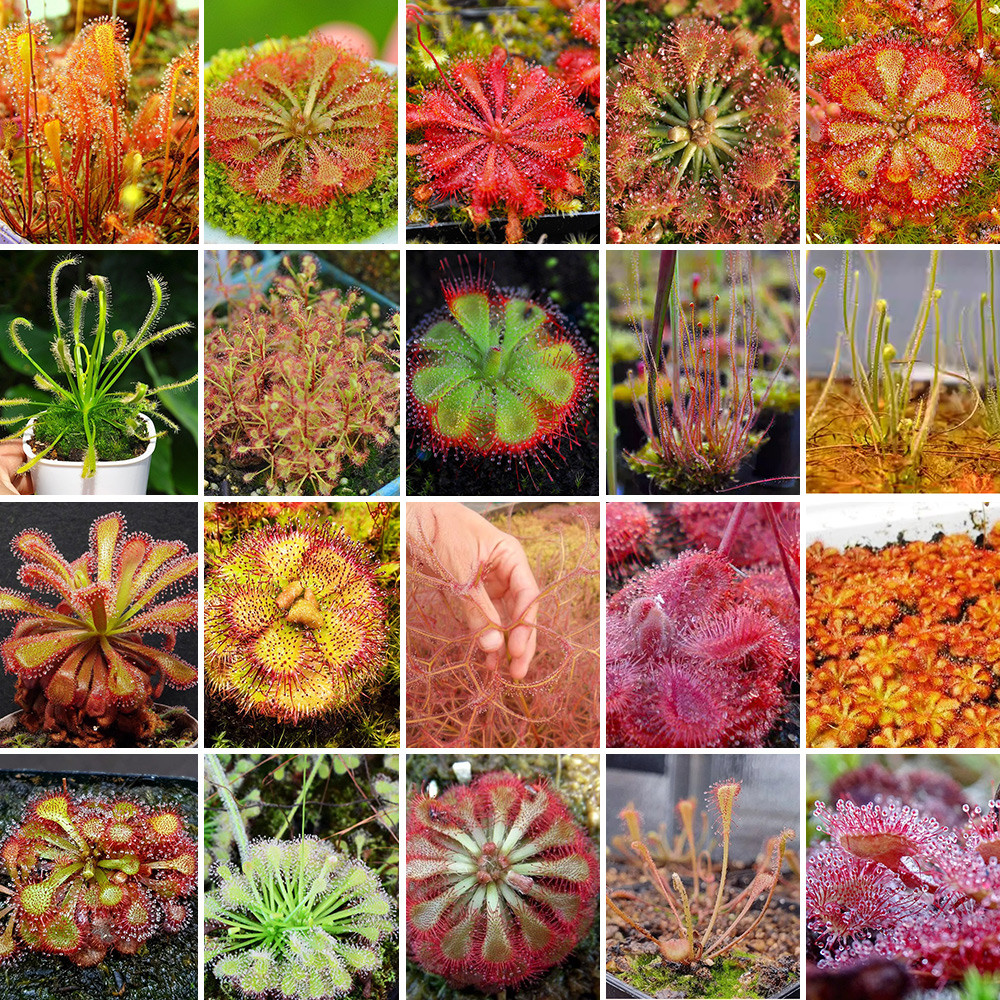 Fresh Drosera Seeds Mix – Different Varieties Including Drosera floribunda, Drosera dielsiana, Drosera cuneifolia, and More, High Germination, 2025 Harvest