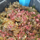 Fresh Drosera Seeds Mix – Different Varieties Including Drosera floribunda, Drosera dielsiana, Drosera cuneifolia, and More, High Germination, 2025 Harvest