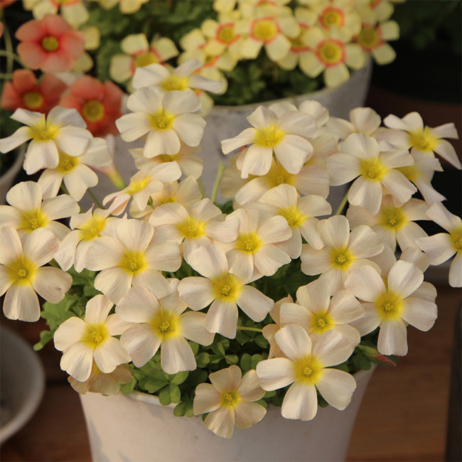 Oxalis Obtusa Series Bulb - 'Pale Skin', Pack of 5 Bulbs