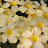 Oxalis Obtusa Series Bulb - 'Almond Butter', Pack of 5 Bulbs