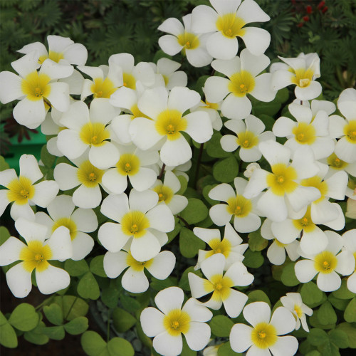 Oxalis Obtusa Series Bulb - 'Silver Moon', Pack of 5 Bulbs