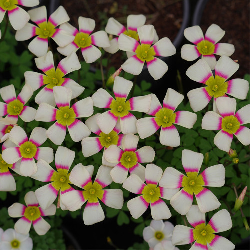 Oxalis Obtusa Series Bulb - 'Crane Dance', Pack of One Bulb