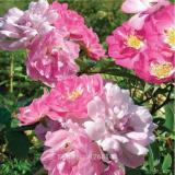 Rose multiflora Nana Perpetua 'Garden Party' Hardy Shrub Seeds