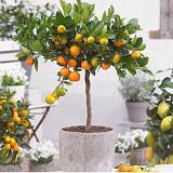 Edible Dwarf Orange Tree, Fruit Mandarin Seed Tree, Citrus Seed Mandarin Orange