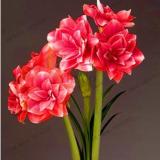 True Amaryllis Bulb, Rose Red and White Colors