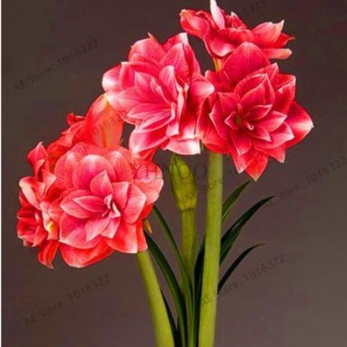 True Amaryllis Bulb, Rose Red and White Colors