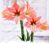 True Amaryllis Bulbs