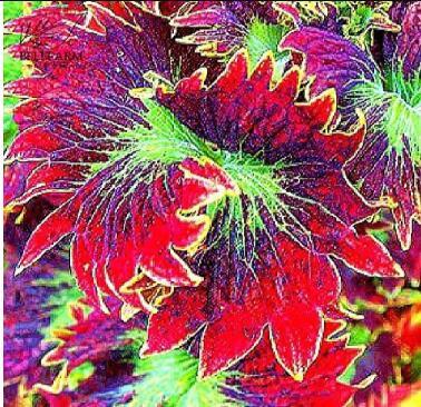 Special Grass Seeds, Lawn Grass Seed Evergreen Perennial