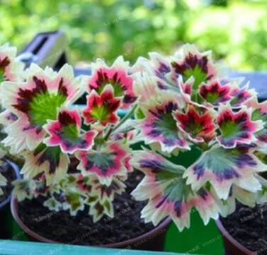 Rare Geranium Seed Variegated Geranium Potted Winter Garden Flower Seeds
