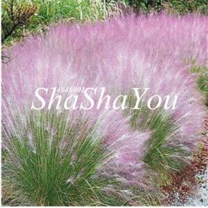 Half-Hardy Perennial Fountain Grass Pennisetum Setaceum Fireworks Seeds