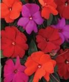 Impatiens Pink/Rainbow/Salmon/Exotic Mix Seeds Easy to Grow