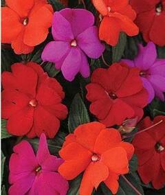 Impatiens Pink/Rainbow/Salmon/Exotic Mix Seeds Easy to Grow
