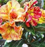 Desert Rose Seeds, Yellow-red Big Flowers
