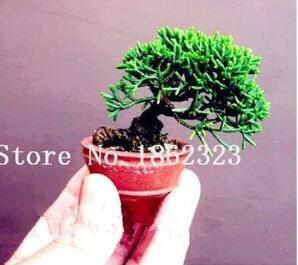 Rare Mini Japanese Juniper Seeds (Color 4)