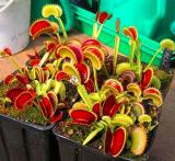 Flytrap plantas Seed Potted Dionaea Muscipula Plant Plante Terrace Garden Carnivorous Plant