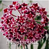 Rare Hoya kerrii Seed Balcony Flower Hoya kerrii Seed Beautiful Garden Orchids Seed (Color 1)