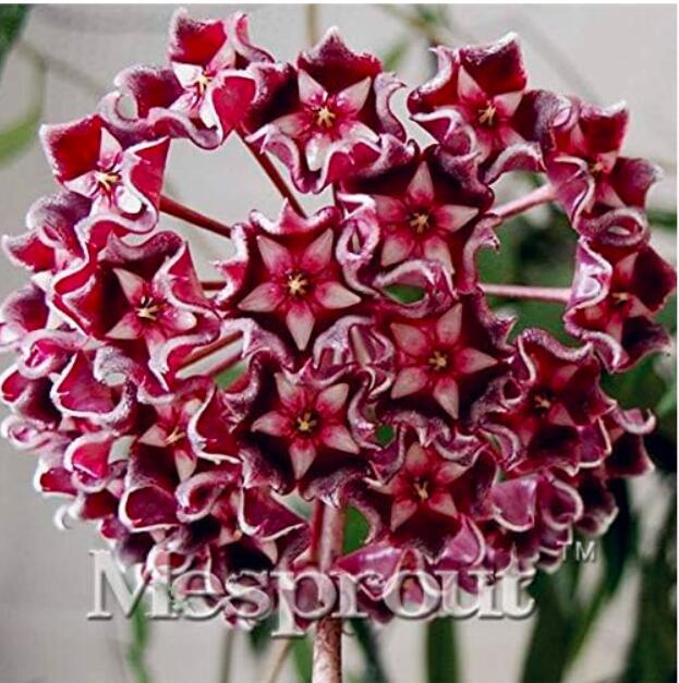 Rare Hoya kerrii Seed Balcony Flower Hoya kerrii Seed Beautiful Garden Orchids Seed (Color 1)