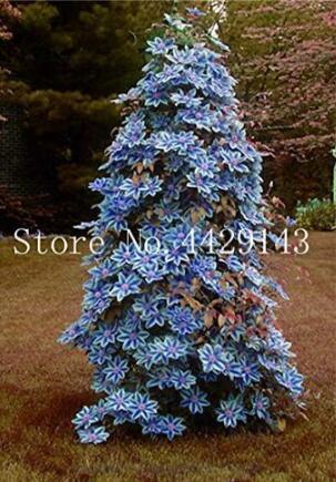 Clematis Seed Flower Clematis Vines Seed Flower Climbing Clematis Plants for Home Garden Purify The Air