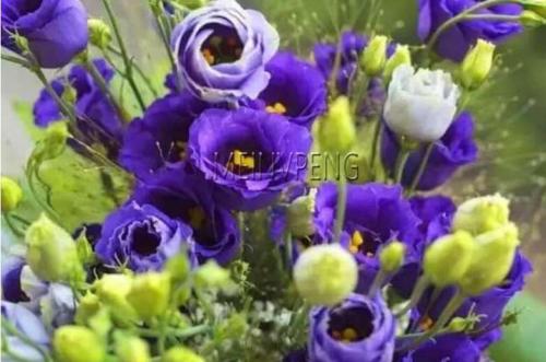 Multicolor Eustoma Seeds, Purple Flowers