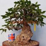 Heirloom Oak Tree Seed Quercus Alba Acorns Seed indoor home garden Seeds
