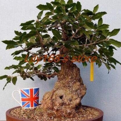 Heirloom Oak Tree Seed Quercus Alba Acorns Seed indoor home garden Seeds