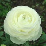 Ranunculus Double Buttercup Ranunculus Flower Seeds, Double White Flowers
