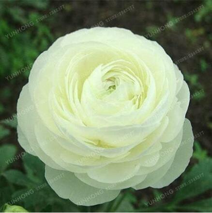 Ranunculus Double Buttercup Ranunculus Flower Seeds, Double White Flowers