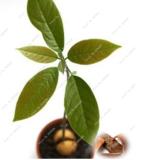 Japanese Cinnamon Dwarf Tree Home Garden,Seed Tree Easy Growing
