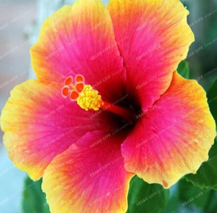 Hibiscus Seed Hibiscus ROSA-SINENSIS Flower Seeds, Rose Red Big Flowers Gold Edge