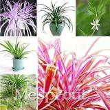 Chlorophytum Seed Absorb Formaldehyde Perennial Potted Plants Indoor Air Purification Plants 4 Kinds - (Color: MIX)