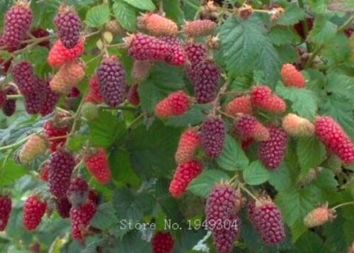 Raspberry fruit plants Scottish Cross Tayberry Raspberry Heirloom (Color 6)