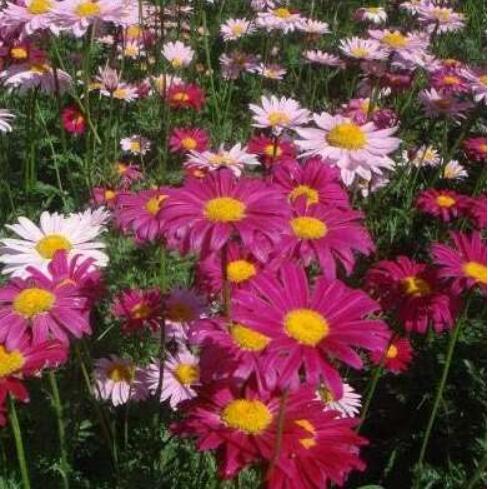 PYRETHRUM Daisy Flower Natural Mosquito Repellent Garden Home Seed Home Garden (Color 1)