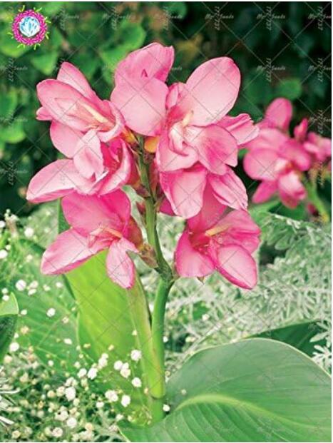 Colour Canna Lily Seed Plant Beautiful Seed Flower Plant Wonderful Foliage Perennial Potted (Color 1)