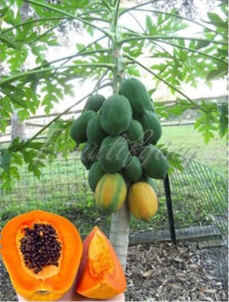 Sweet Maradol Papaya Seed Outdoor Edible Tropical Juicy Jardin Fruit Heirloom Organic Garden Dwarf Fruit Tree - (Color: 13)