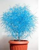 Colorful Grass Seed 100pcs Perennial Burning Bush Kochia Scoparia Grass Ornamental Flower Pots for Home Garden
