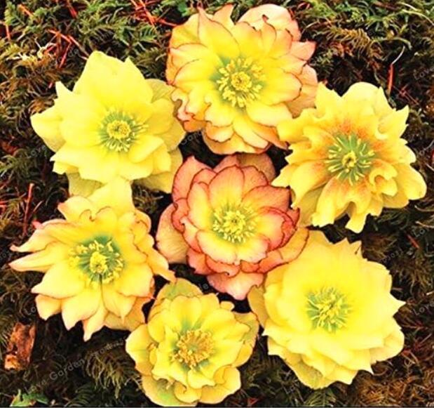 Helleborus Seed Winter Rose Flower Grow in Winter Rare Flower Seed Outdoor Plant for Home Garden - (Color: 11)