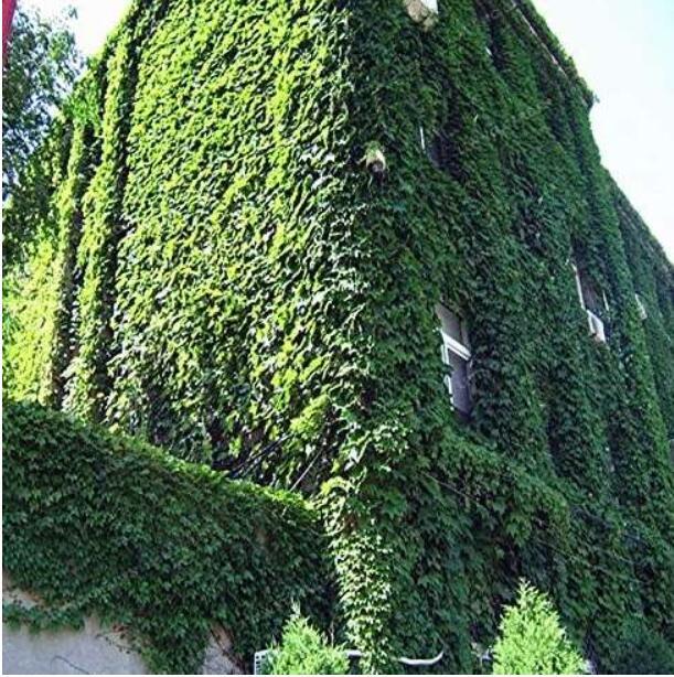 IVY Seed Outdoor Creepers Green Boston Ivy Seed Parthenocissus Tricuspidata Seed Home Garden Decor