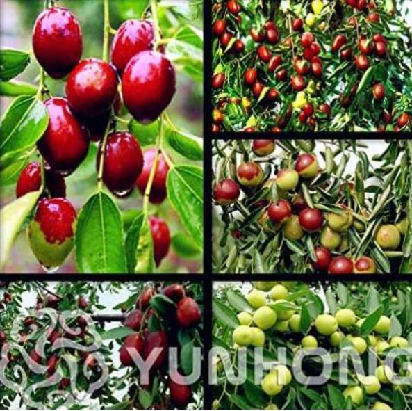 Red Jujube Seed Healthy Nutritious Fruit Seed Tree Plant Home Garden