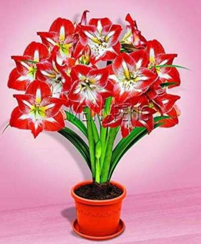 True amaryllis bulbs,hippeastrum flowers bulbs Rare Seed plants Barbados Lily potted home gar - (Color: 7)