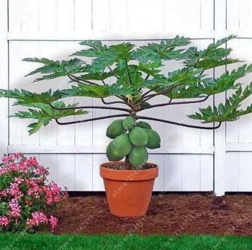 Dwarf hovey Papaya Seed Organic fruit tree fruit plant papaya potted for home garden