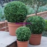 Buxus sinica, Chinese Boxwood Seed - Home Garden