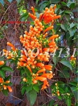 Exotic Honeysuckle Fragrant Outdoor Seed Potted Climbing Lonicera Japonica Vine Flower Plant Air Purify Home
