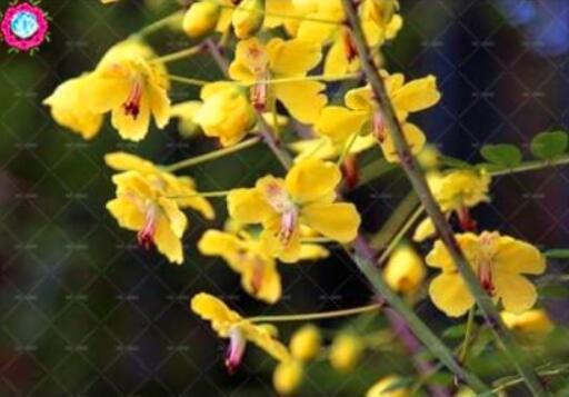 Sophora japonica Seeds (Yellow Flowers)