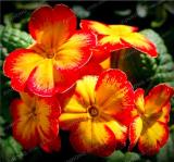 Europe Primula Acaulis Seed Primrose Rare Seed Flower for Home Garden Indoor Seed Plants - (Color: 3)