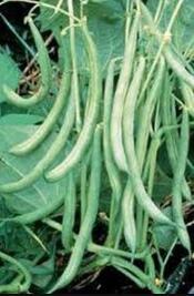 Bean Seed, Burpee Stringless Green Bush Bean Seeds, Organic, Non GMO