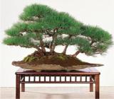 Japanese Black Pine Natural Indoor Seed Seed Wooden Perennial Plants for Home Garden Decor Packaging - (Color: 8)