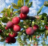 Brin Plum Seed Very Tasty Prune Fruit Seed Tree Jardin Seed Vegetables and Fruits Pot Plant Easy Grow