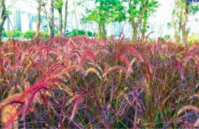 Pennisetum Seed Outdoor Ornamental Herb Grass Plant for Home Garden Perennial Potted Flower Plant Easy Grow - (Color: 11)